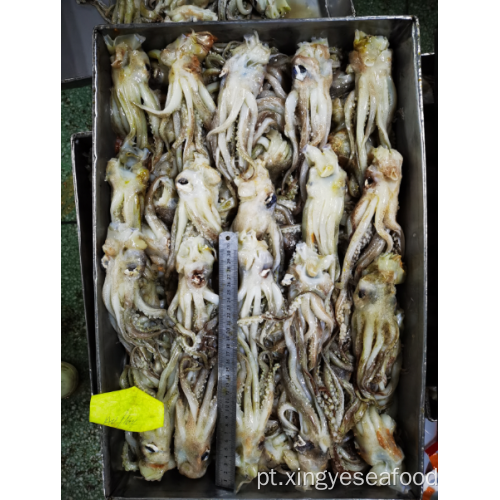 Squid congelada sobrando tentáculos Nototodarus Sloanii 200-300g